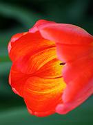 keukenhof14