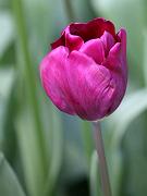 keukenhof18
