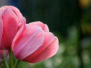 keukenhof19