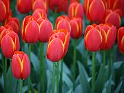 keukenhof21