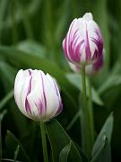 keukenhof23