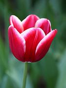 keukenhof24