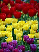 keukenhof25