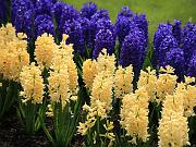 keukenhof30