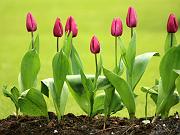 keukenhof31