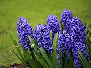 keukenhof32