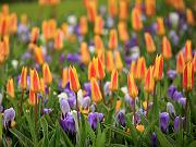 keukenhof33