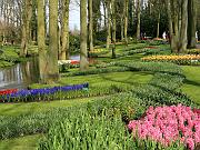 keukenhof35