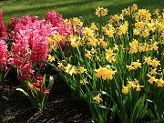 keukenhof36