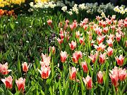 keukenhof38