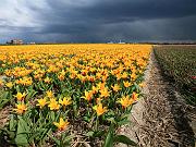 keukenhof40