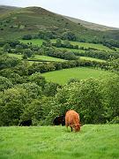 wales09
