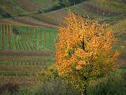 fall06-01
