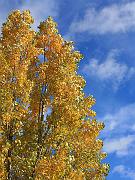 fall06-02