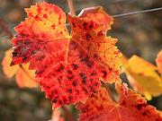 fall06-03
