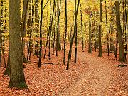 fall06-04