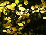 fall09-02