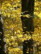 fall09-10