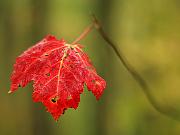 fall09-15