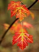 fall09-16