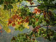 fall09-20