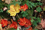 leaves