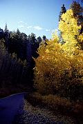 lemmon2