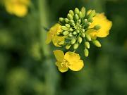 rapeseed3