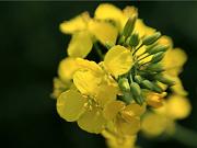 rapeseed4
