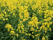 rapeseed5
