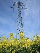 rapeseed6