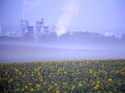 rapeseed8