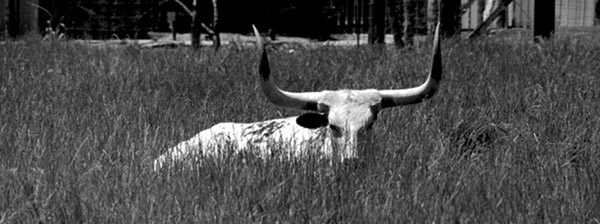 longhorn.jpg