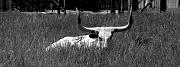 longhorn