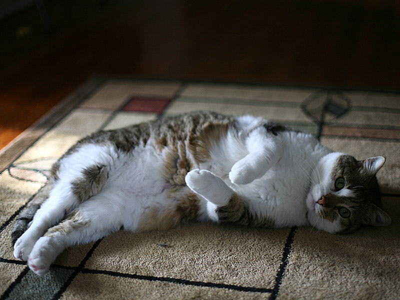 kitties03.jpg