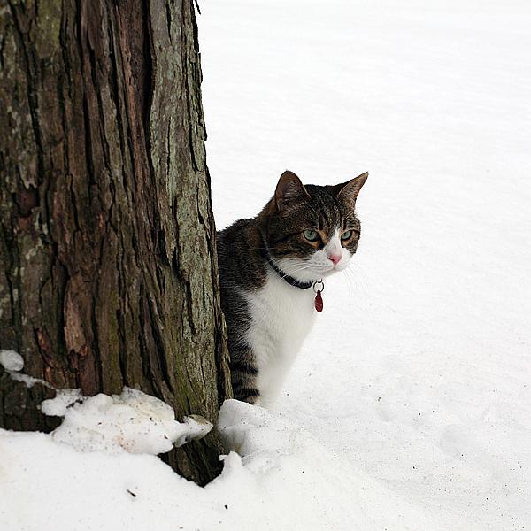 snow14.jpg