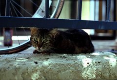 cat