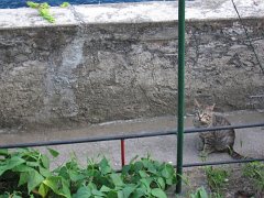 ctcat02