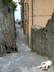 ctcat06