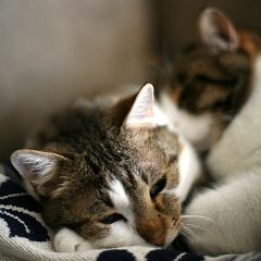 kitties