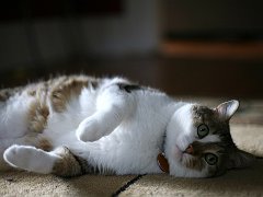 kitties02