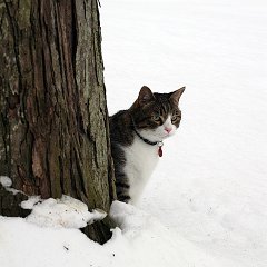 snow14