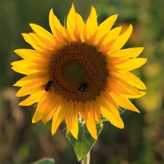 sunflowers07