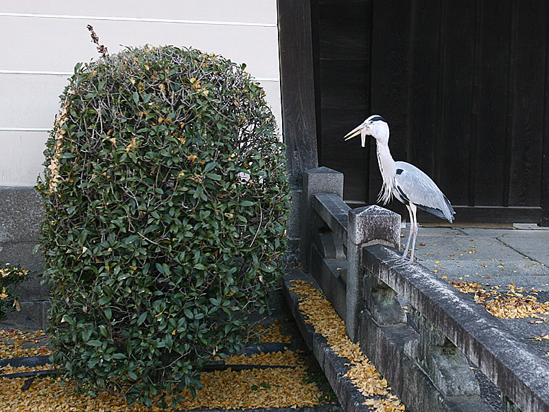 kyoto08.jpg