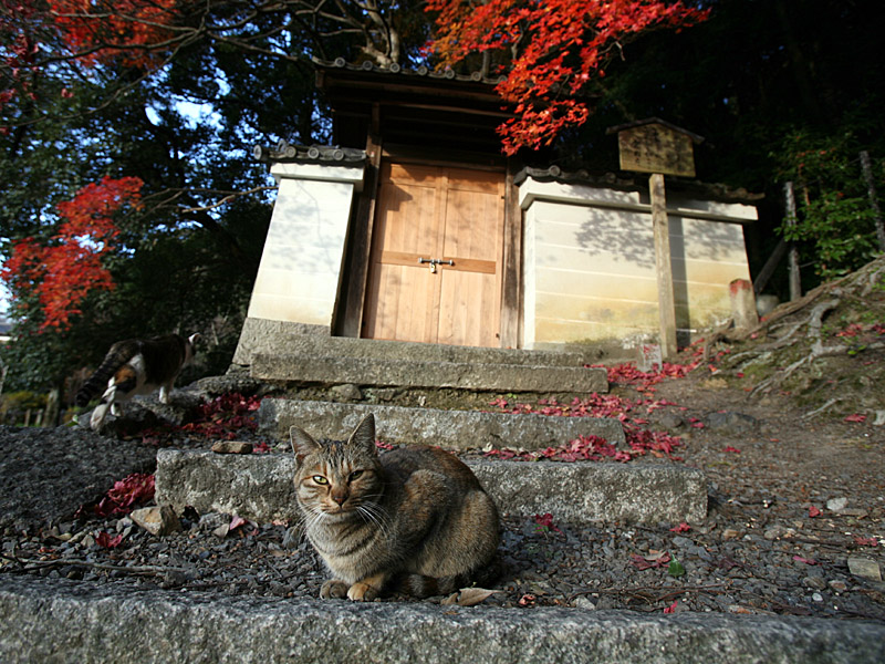 kyoto49.jpg