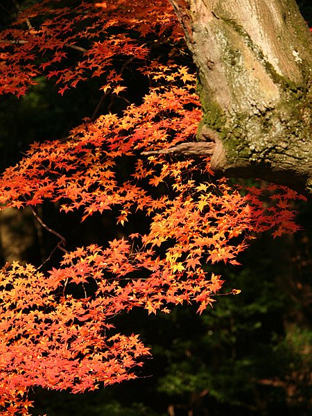 kyoto54.jpg