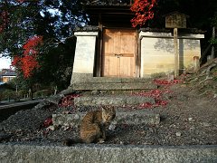 kyoto47