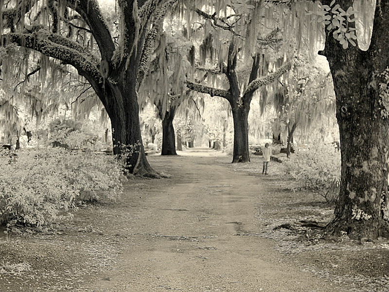 liveoak01.jpg