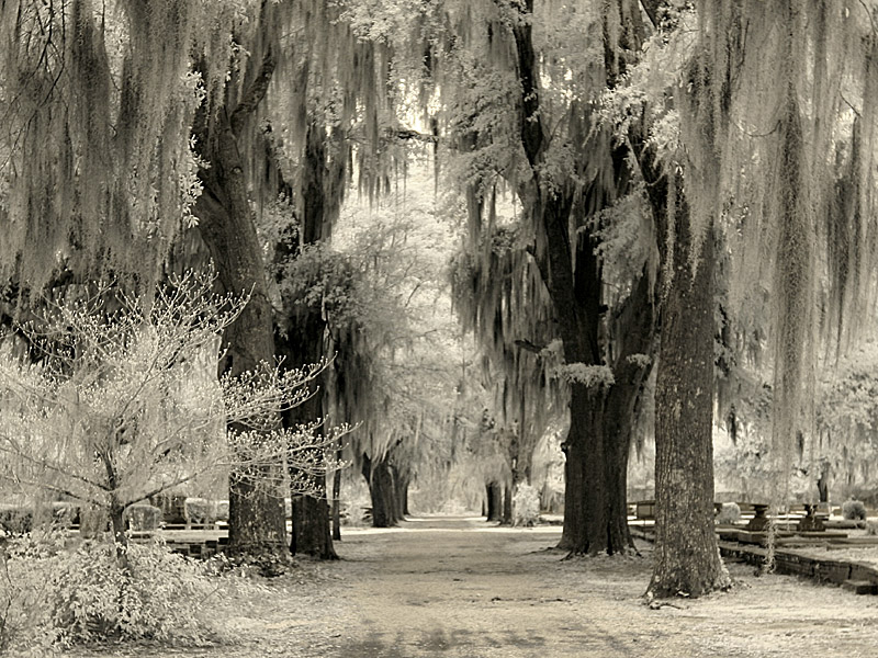 liveoak06.jpg