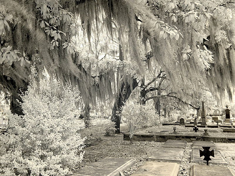 liveoak08.jpg